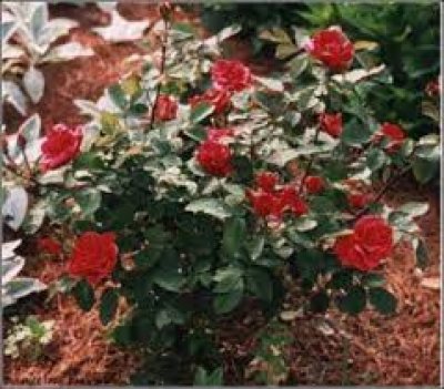 Juvenile Tree In Full Bloom