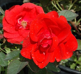 Morden Fireglow Flower