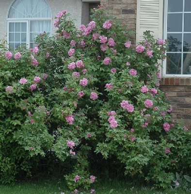 Mature Tree in Full Bloom