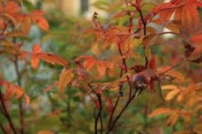Fall Colour