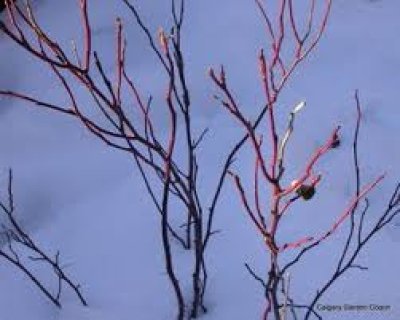 Winter Colour