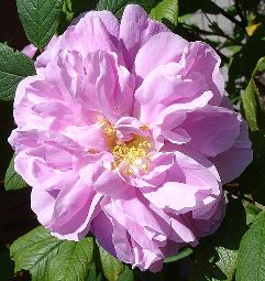 Therese Bugnet Flower
