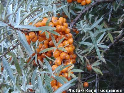 Buckthorn Berries