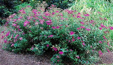 Anthony Waterer in bloom
