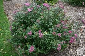 Dart's Red Spirea in Bloom