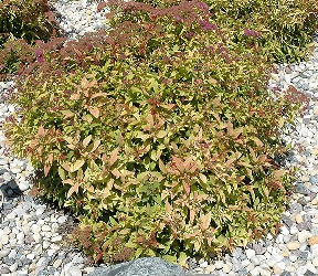 Flame Mound Spirea In Full Fall Colour