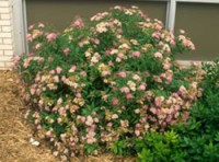 Gumball Siprea in Bloom