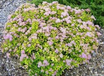 Mertyann Spirea in Bloom