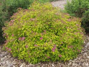Magic Carpet Spirea carpet in full bloom