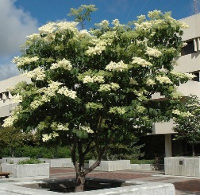 Mature Tree in Full Bloom