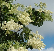 Ivory Silk Blossums