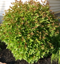Compact American Cranberry In the Spring