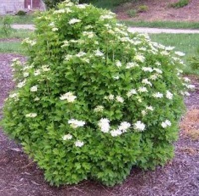 Mature Tree in Bloom