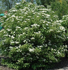 Mature highbush cranbery bush 