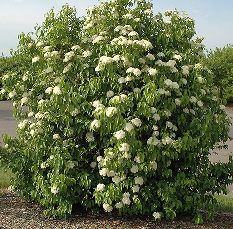 Nannyberry Tree in Full Bloom