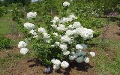 Juvenile Plant in Bloom