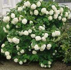 Snowball Viburnum in Full Bloom