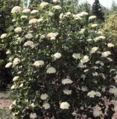 Emerald Triumph Wayfaring Tree in Bloom