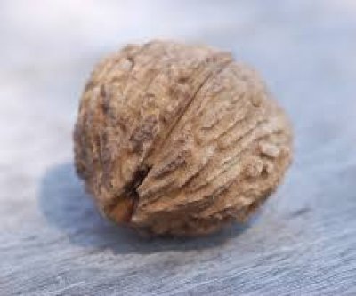 Walnut