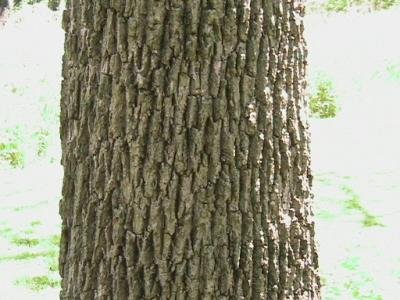 Walnut Bark