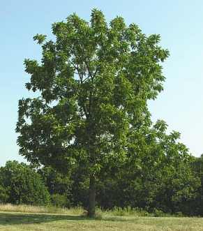 Mature Black Walnut Tree