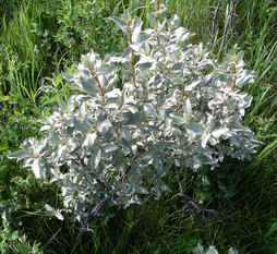 Wolf Willow silver leaves