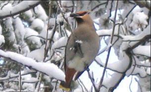 Bohemian Waxwing On The Branch Of A Jack Pine