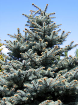 Colorado Blue Spruce