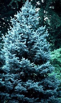 Spruce - Cororado Blue