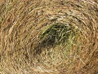 Close up of the hay