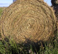 This premium 1st cut alfalfa hadf no rain and was baled dry