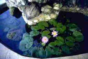 Lily pond